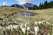 35 Crocus con vista verso il Pizzo Grande del Menna